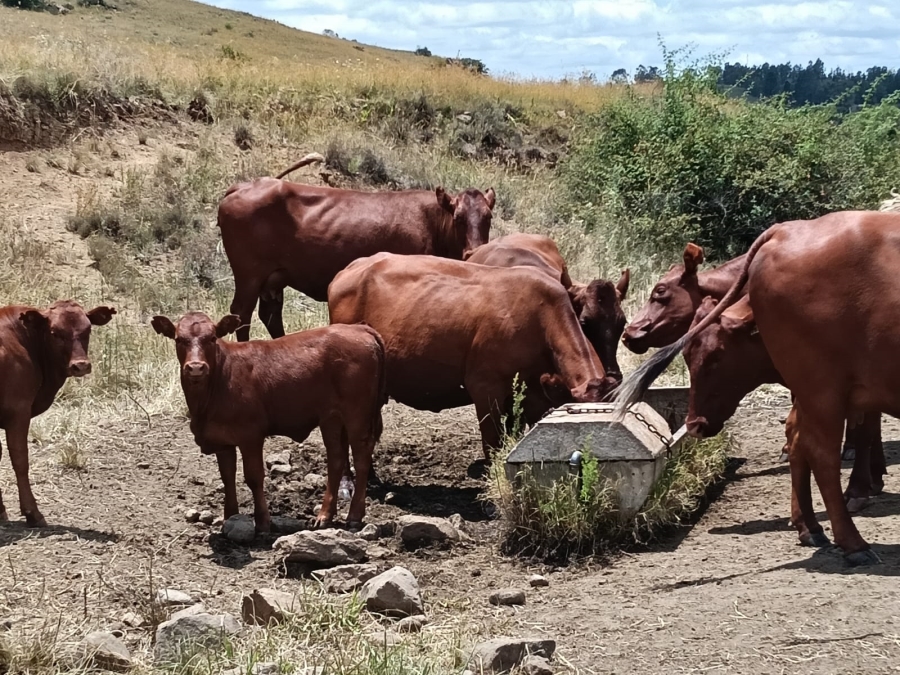 0 Bedroom Property for Sale in Lindley Rural Free State